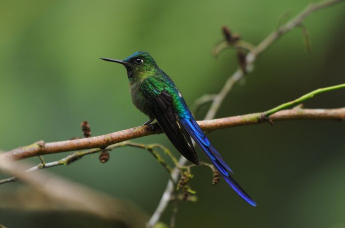 Birdwatchers House, Mindo, Ecuador, lowest official prices, read review, write reviews in Mindo