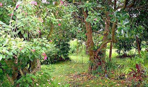 Hana Maui Botanical Gardens BnB - Get cheap hostel rates and check availability in Hana 16 photos